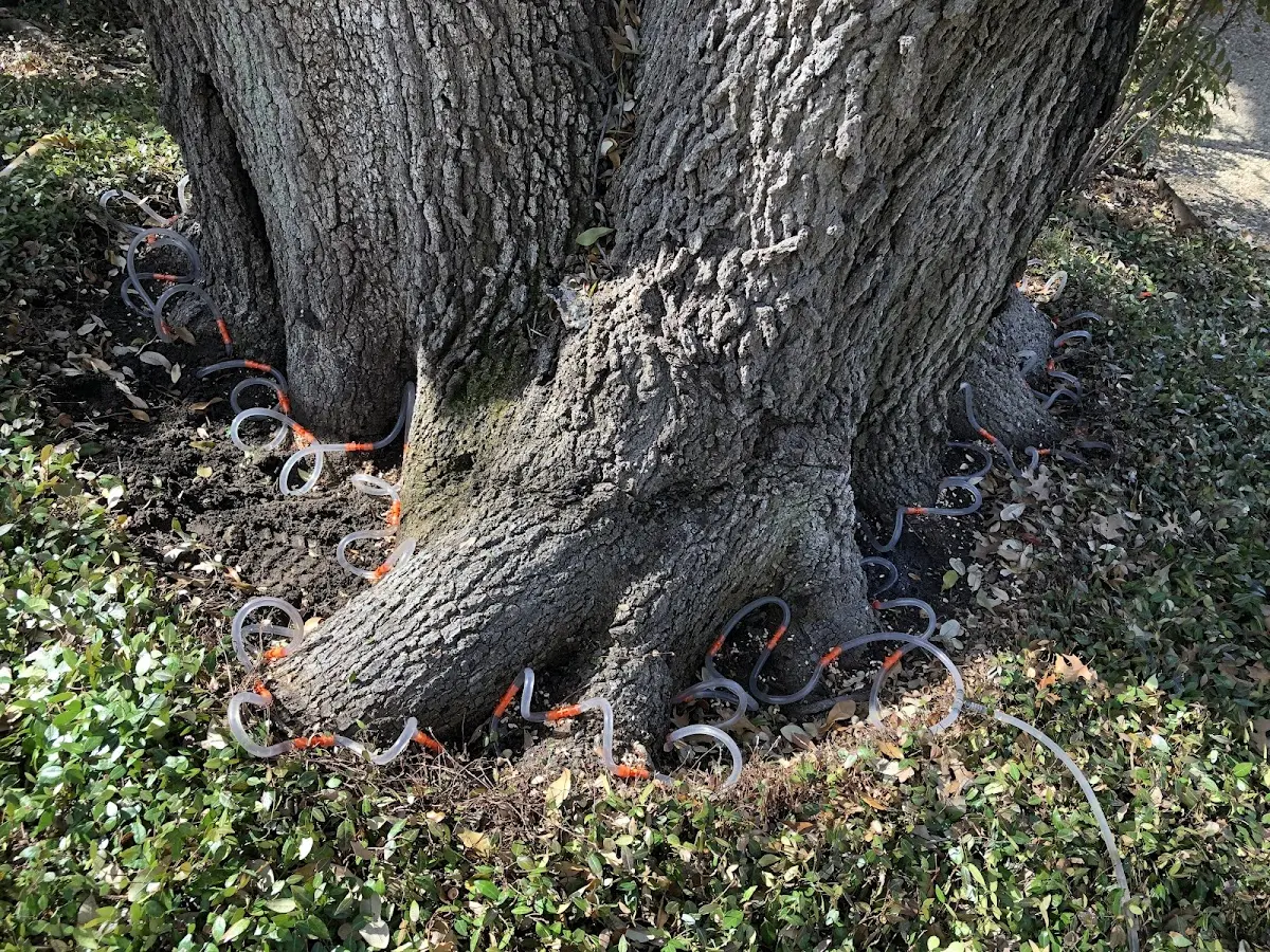 Detailed Tree Cabling and Bracing job site in Stockton